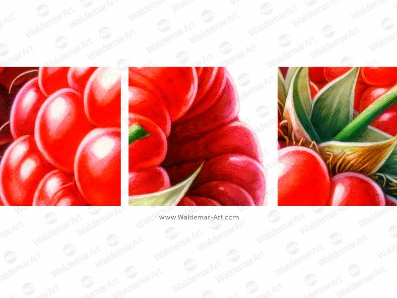 Premium Watercolor illustration of the three raspberries for packaging design