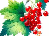 Watercolor Illustration features red currants in a minimalist style with a medium-sized leaf