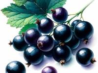 Watercolor Illustration of Black currant twig with a medium-sized green leaf