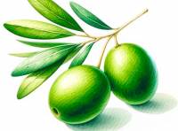 Premium Digital Watercolor illustration with two green olives and leaves